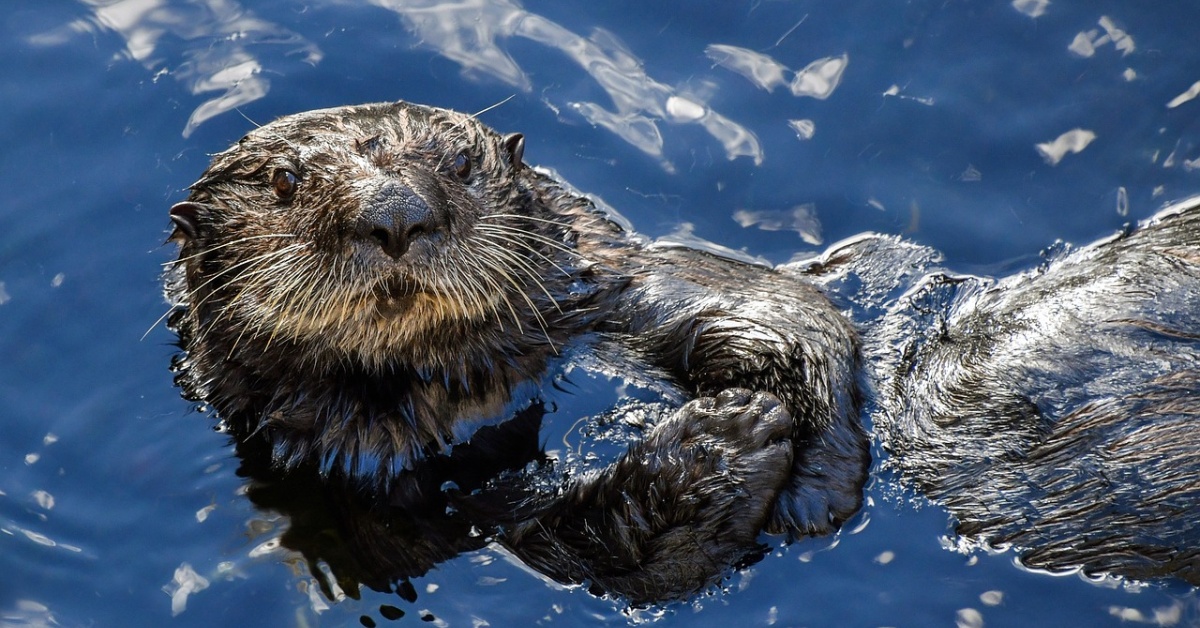 Santa Cruz s Surfing Otter San Jose Public Library